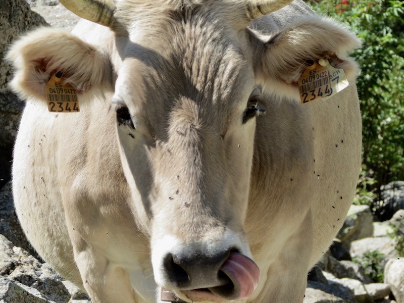 A cow in the Aigüestortes i Estany de Sant Maurici National Park